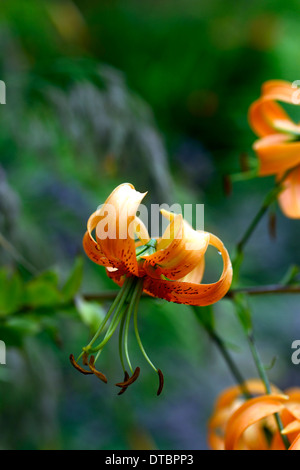 Lilium hinsichtlich Lilie Lilien orange Blumen gesprenkelt Markierungen Blütenblätter Blumenzwiebeln Pflanzen Porträts Closeup Türken Kappe Henrys Lilie Stockfoto