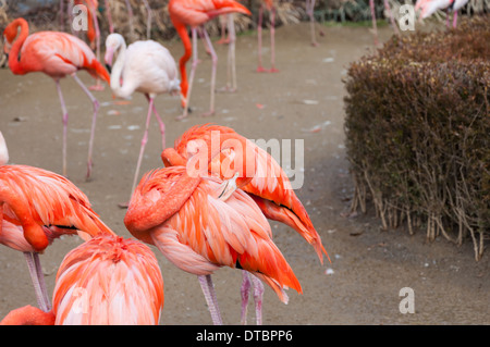 Flamingos im Zoo von Seoul. Stockfoto