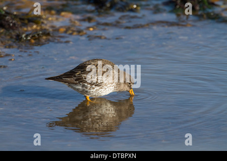 Meerstrandläufer im Winterkleid sondieren für Lebensmittel im flachen Meerwasser. Stockfoto