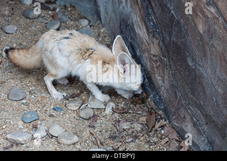 Wüste Fuchs im Zoo von Seoul. Stockfoto