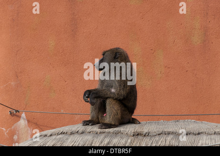 Olive Paviane im Zoo von Seoul. Stockfoto