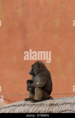 Olive Paviane im Zoo von Seoul. Stockfoto