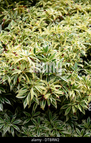 Pieris Japonica Flaming Silber gelb grün Gold bunt Laub Kontrast Strauch Shubs Immergrün Stockfoto