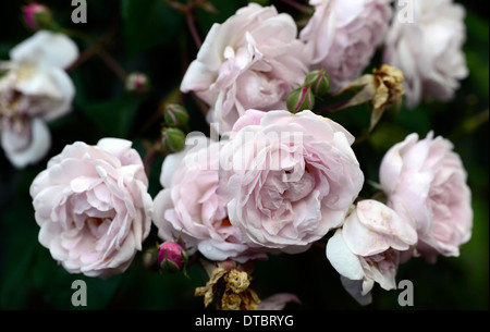 Rosa Erbe Ausblush Strauch rose Farben Farben blass Pastelle rosa Blumen Blüte Blüten Duft Duft Duft duftenden Stockfoto