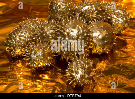 Goldene stachelige Gurke Obst auf erhöhte Goldfolie Hintergrund Stockfoto