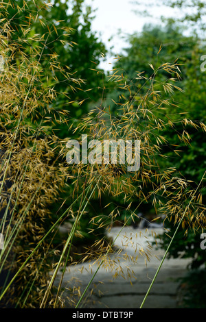Stipa Gigantea Seedheads Samenköpfe gelb golden Stauden Ziergräser Pflanze Porträts Sommer Closeup selektiven Fokus Stockfoto
