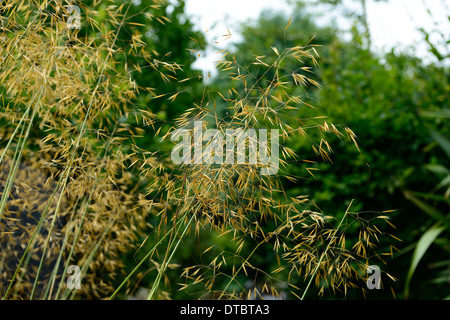 Stipa Gigantea Seedheads Samenköpfe gelb golden Stauden Ziergräser Pflanze Porträts Sommer Closeup selektiven Fokus Stockfoto