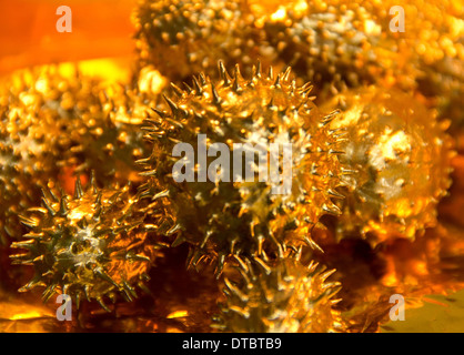 Goldene stachelige Gurke Obst auf erhöhte Goldfolie Hintergrund Stockfoto