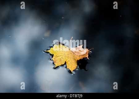 Autumnal farbige Blatt im Wasser schwimmende Stockfoto