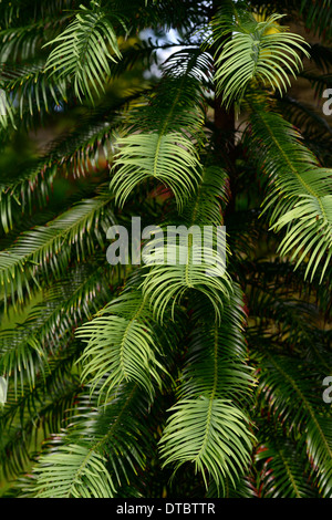 Wollemia Nobilis Wollemi Pine grüne Bäume Laub Blätter Pflanzenportraits Closeup selektiven Fokus Stockfoto