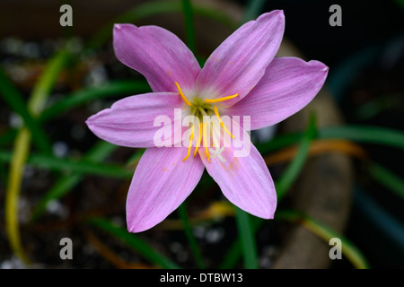 Habranthus Robusta Syn Zephyranthes Robusta rosa Regen Fee Zephyr Lilie Blüte Lampe Blume einzelne ein cebollita Stockfoto