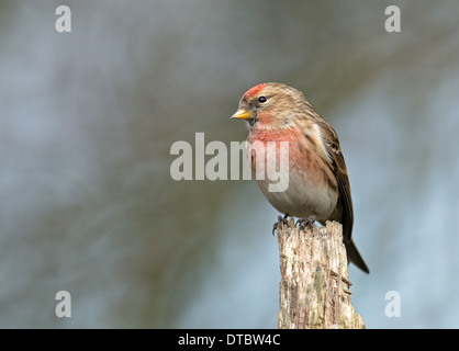 Männliche weniger Redpoll (Zuchtjahr Kabarett). Winter. UK Stockfoto