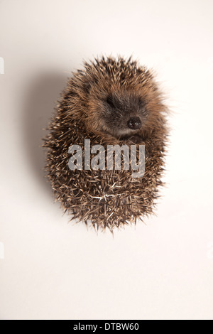 Juveniler Igel zusammengerollt in Kugel im studio Stockfoto