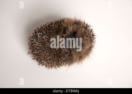 Juveniler Igel zusammengerollt in Kugel im studio Stockfoto