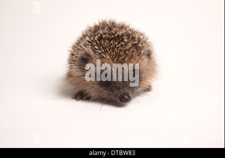 Juvenile Europäische Igel im studio Stockfoto