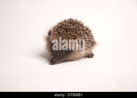 Juvenile Europäische Igel im studio Stockfoto