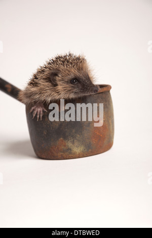 Juvenile Europäische Igel im Topf im studio Stockfoto