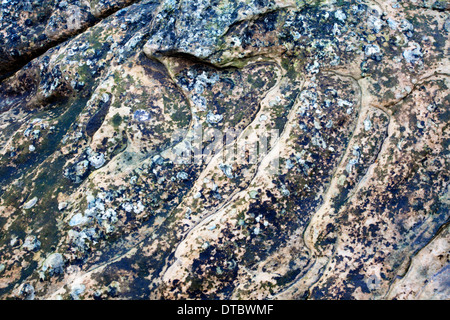 Rock-Muster am Doo Craigs St Andrews, Fife Schottland Stockfoto