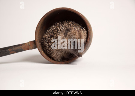 Juvenile Europäische Igel im Topf im studio Stockfoto