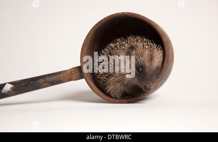 Juvenile Europäische Igel im Topf im studio Stockfoto