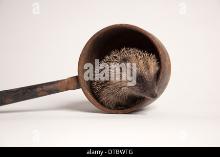 Juvenile Europäische Igel im Topf im studio Stockfoto