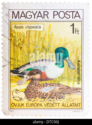 Ungarn - CIRCA 1980: Eine Briefmarke gedruckt in Ungarn zeigt einen nördlichen Löffelente (Anas Clypeata), aus der Serie Vogelnest, circa 1980 Stockfoto