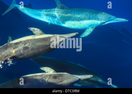 Kleine Gruppe von langem Schnabel gemeine Delfine (Delphinus Capesis) Tauchen, San Diego, Kalifornien, USA Stockfoto