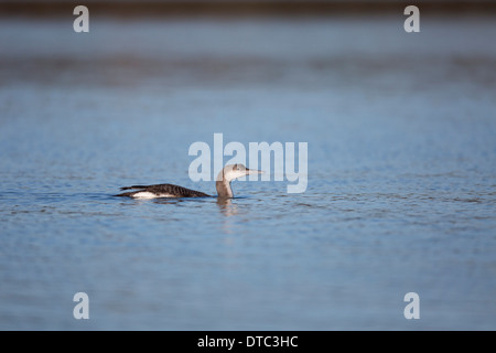 Schwarz Throated Taucher; Gavia Arctica; Winter; UK Stockfoto