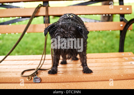 Porträt einer nassen Hund auf Parkbank im Regen stehen Stockfoto