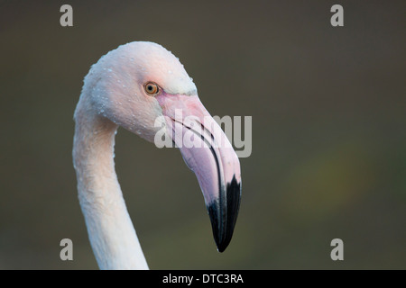 Chilenische Flamingo; Phoenicopterus Chilensis; In Gefangenschaft; UK Stockfoto
