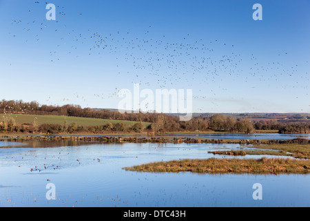 Walmsley Vogelschutzgebiet; Wadebridge; Cornwall; UK Stockfoto