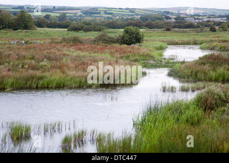 Walmsley Vogelschutzgebiet; Wadebridge; Cornwall; UK Stockfoto