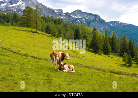 Kühe auf einer Almwiese in Österreich Stockfoto
