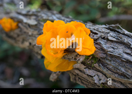 Gelbe Gehirn Pilz; Tremella Mesenterica; Herbst; UK Stockfoto