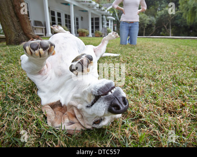 Hund Überrollen auf Rasen, Frau im Hintergrund Stockfoto