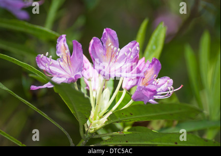 Rosa Rhododendron-Blumen in den Gärten von Muncaster Castle, Cumbria Stockfoto