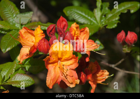 Orange Rhododendron Blumen in den Gärten von Muncaster Castle, Cumbria Stockfoto