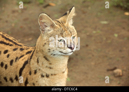Serval Katze (Leptailurus Serval) closeup Stockfoto