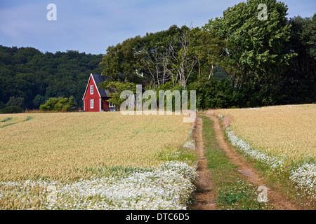 Einsame traditionellen roten Holzhäuschen entlang Feld im Sommer in ländliche Skåne / Scania, Schweden, Scandinavia Stockfoto