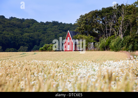 Einsame traditionellen roten Holzhäuschen entlang Feld im Sommer in ländliche Skåne / Scania, Schweden, Scandinavia Stockfoto