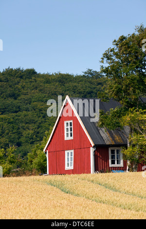 Einsame traditionellen roten Holzhäuschen entlang Feld im Sommer in ländliche Skåne / Scania, Schweden, Scandinavia Stockfoto