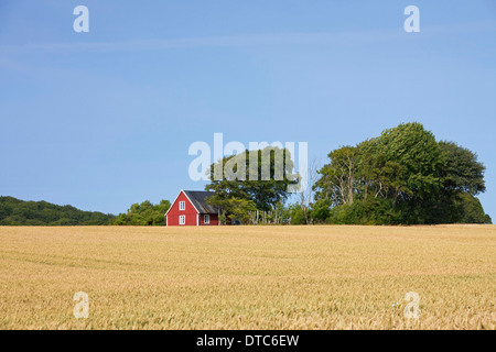 Einsame traditionellen roten Holzhäuschen entlang Feld im Sommer in ländliche Skåne / Scania, Schweden, Scandinavia Stockfoto