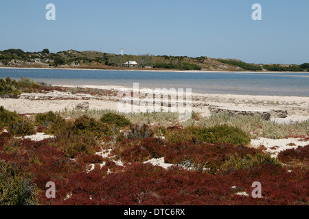 Ein Salzsee auf Rottnest Island, WA Stockfoto