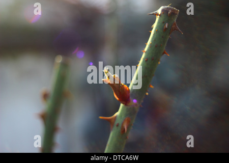 Baum-Bud Stockfoto