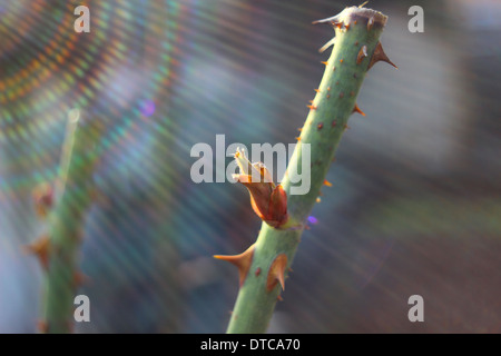 Baum-Bud Stockfoto