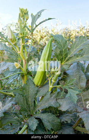 Okra Reifung im Feld "Abelmoschus Esculentus', Stockfoto