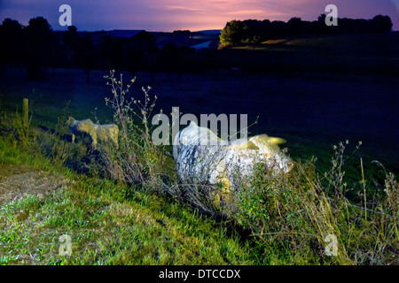 Craonelle, Frankreich, Rinder auf einer Weide in der Dämmerung Stockfoto