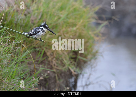 Pied Kingfisher (Ceryle Rudis - Alcedo Rudis) thront auf Reed Masai Mara - Kenia - Ost-Afrika Stockfoto