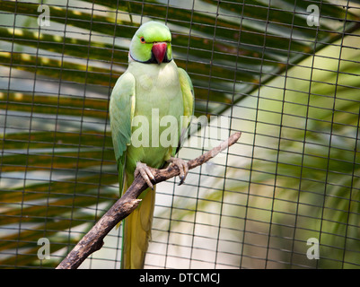 Papagei in einem Vogel Zoo in Kuala Lumpur Malaysia Stockfoto