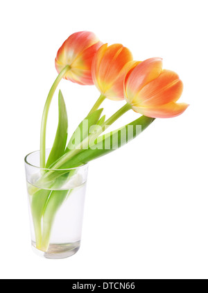 Tulpen in der Vase isoliert auf weißem Hintergrund Stockfoto